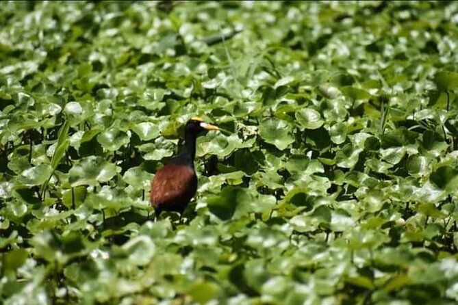 canoe-tour-in-tortuguero-national-park-small-group