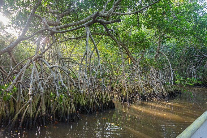 canoeing-birdwatching-on-the-mangrove-forest-in-la-virgen-lake