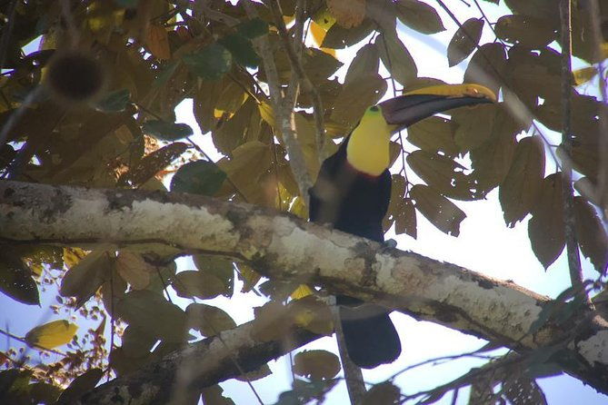 carara-national-park-birdwatching-private-guided-tour-experience