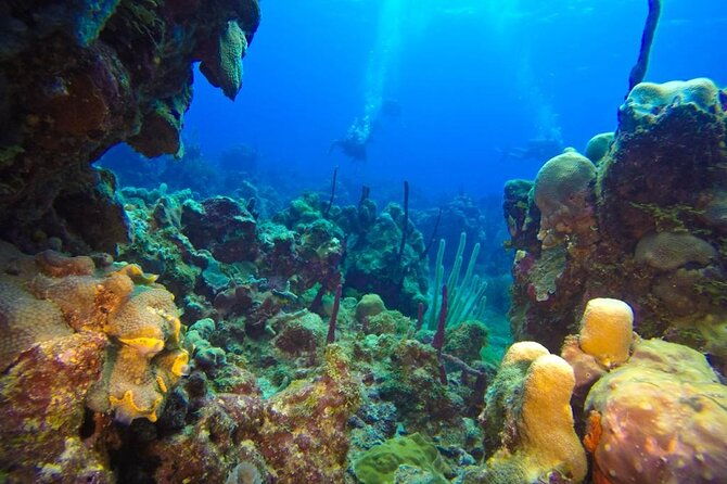 catalina-island-and-snorkeling-full-day-trip