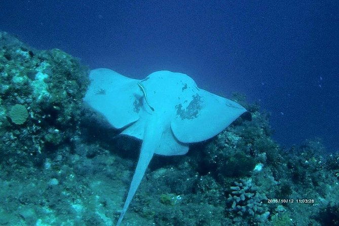 catalina-island-scuba-diving-and-snorkeling-tour-from-punta-cana