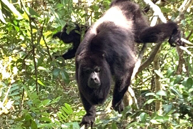 cave-tubing-paradise-and-baboon-sanctuary