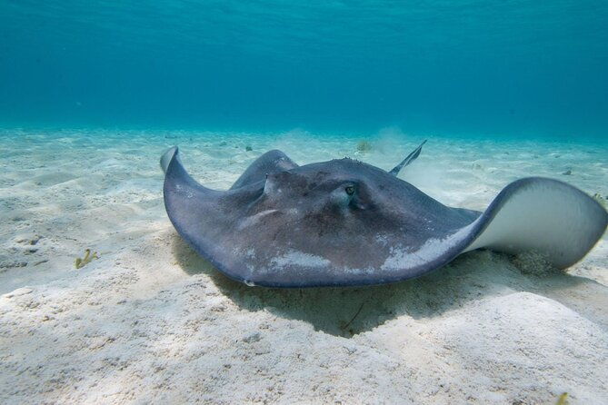 cayman-3-in-1-combo-starfish-point-stingrays-and-reefs