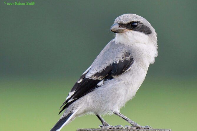 central-florida-half-day-private-birding-activity-2-person-max-2
