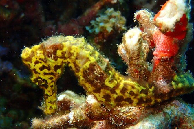 champagne-reef-bubble-beach-and-scotts-head-snorkeling-tour-by-boat-in-dominica