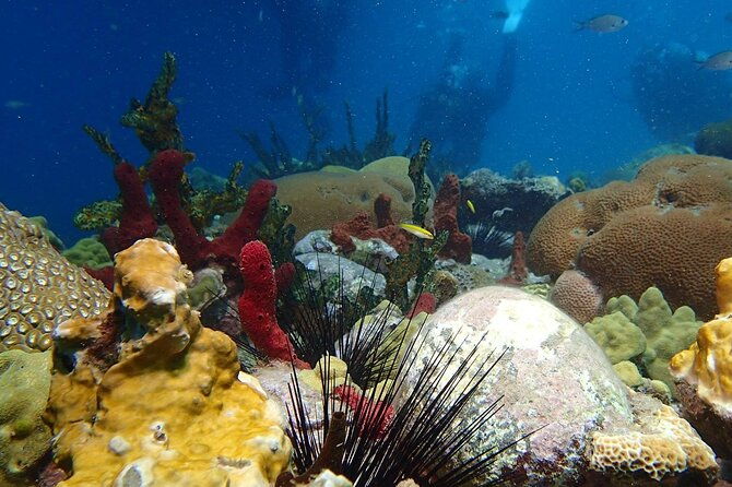 champagne-reef-snorkeling-tour-at-volcanic-hot-bubbles-dominica