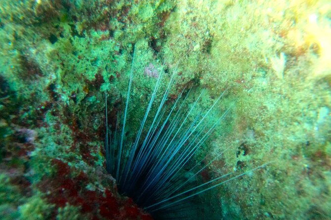 chania-guided-snorkeling-and-boat-excursion-2