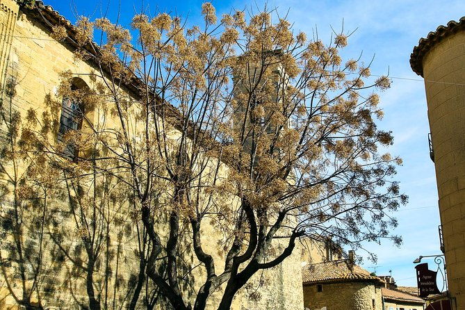 chateauneuf-du-pape-intensive-vineyard-fine-wine-experience-2