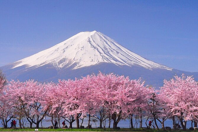 cherry-blossom-mount-fuji-customizable-luxury-vehicle-guided-tour