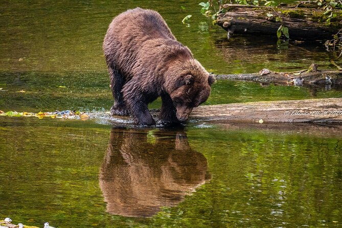 chichagof-island-tour-brown-bear-search