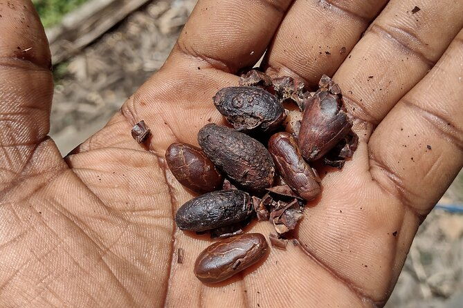 chocolate-native-indigenous-tour-and-waterfall-adventure