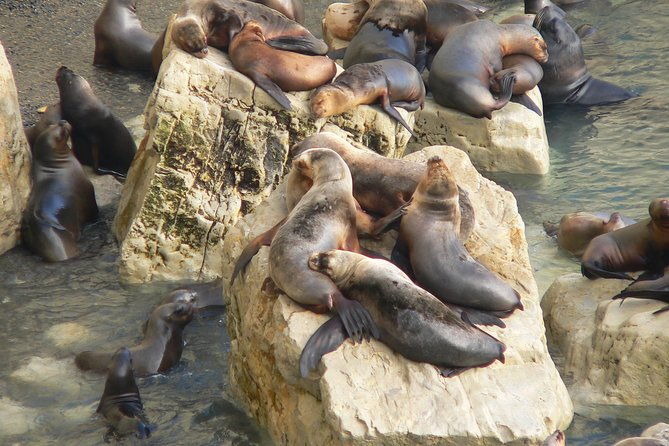 city-tour-and-sea-lions-at-punta-loma-from-puerto-madryn