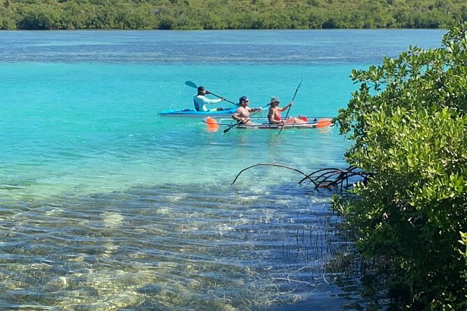 clear-kayak-mangrove-eco-tour-2