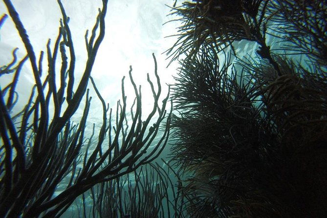 coastline-snorkel-and-bbq