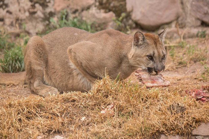 cochahuasi-animal-sanctuary-admission-ticket
