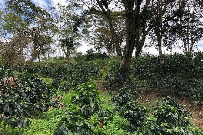 cocora-valley-salento-and-coffee-farm-day-tour-3
