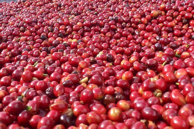 coffee-country-and-ruta-de-las-flores-a-day-full-of-fun