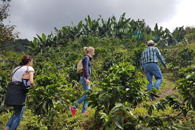 coffee-region-andes-mountains-coffee-tour-pijao-buenavista