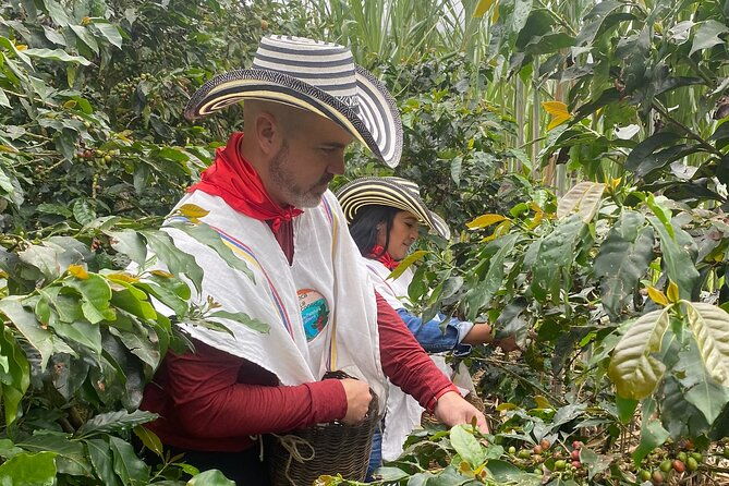 coffee-tour-in-medellin-with-tastings-and-transportation