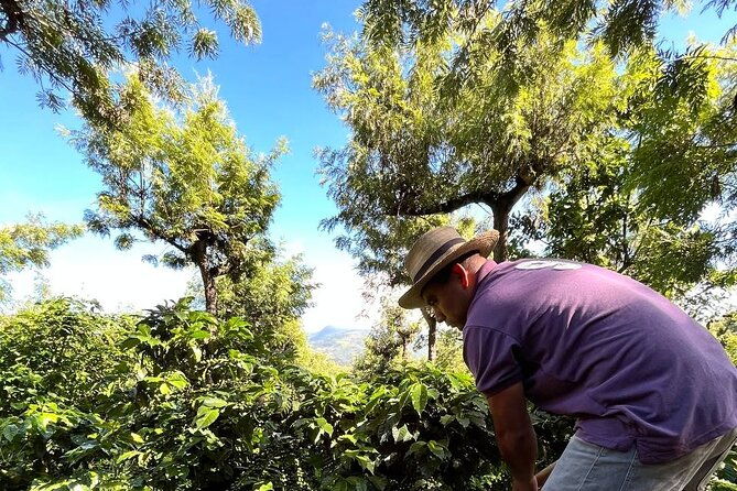 coffee-tour-in-sacatepequez-with-tasting