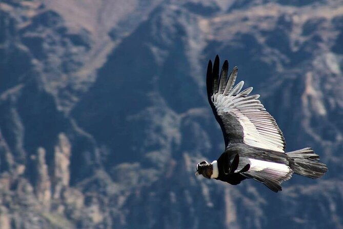 colca-canyon-plus