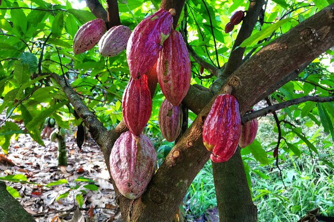 combo-3-manuel-antonio-park-tour-chocolate-tour