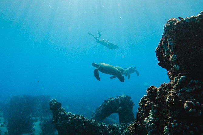 coral-gardens-snorkel-whale-watch