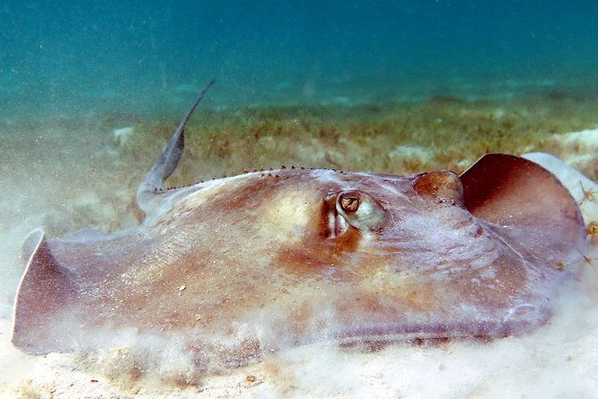 coral-reef-and-turtle-discovery-kayak-and-snorkel-tour