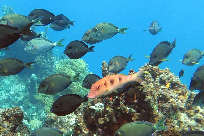 coral-reef-and-turtle-discovery-tour