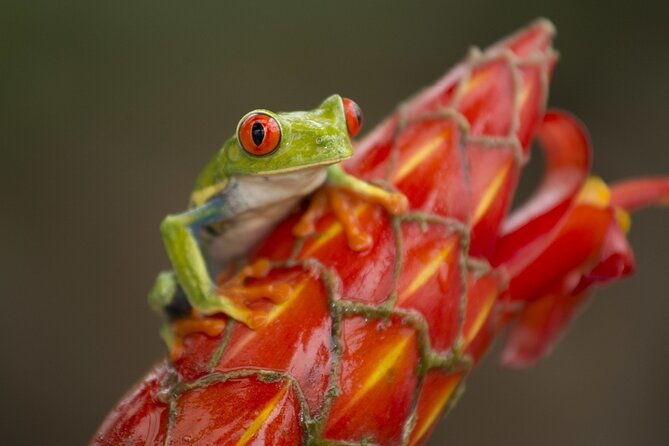 costa-rica-pura-vida-8-days-and-7-nights-minimum-2-people