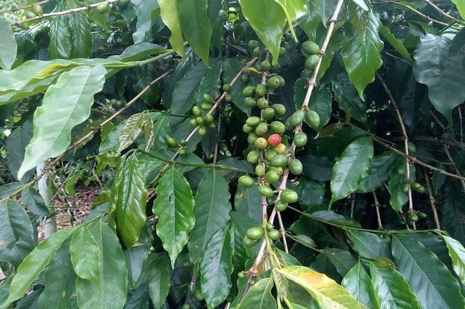 craighton-blue-mountain-coffee-tasting-farm-tour-from-port-royal-cruise-port