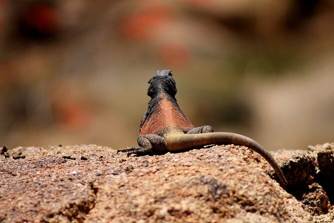 creative-soul-scavenger-huntsabino-canyoncatalina-parktucson
