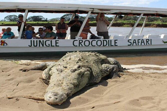 crocodiles-safari-zipline-adventure-private-sightseeing-tours