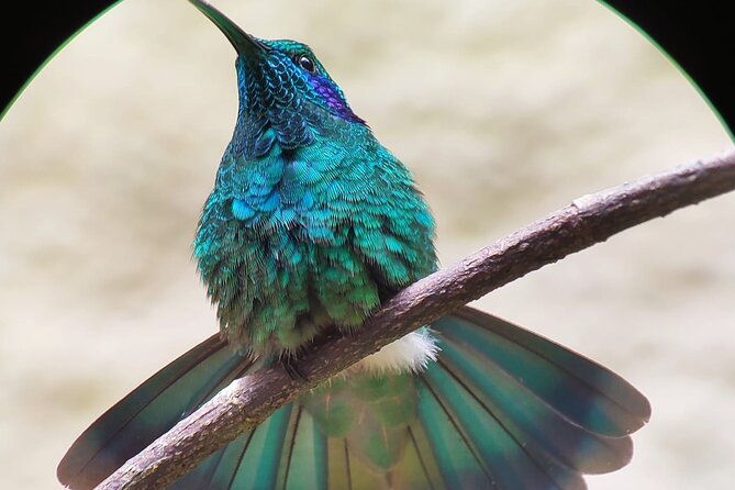 curicancha-birdwatching-tour