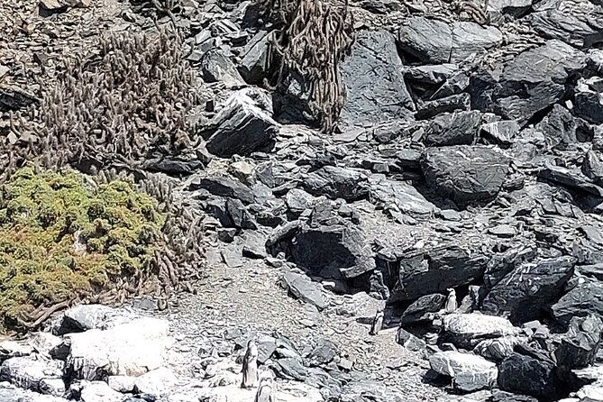 dama-island-or-chanaral-navigation-tour-humboldt-penguin-reserve