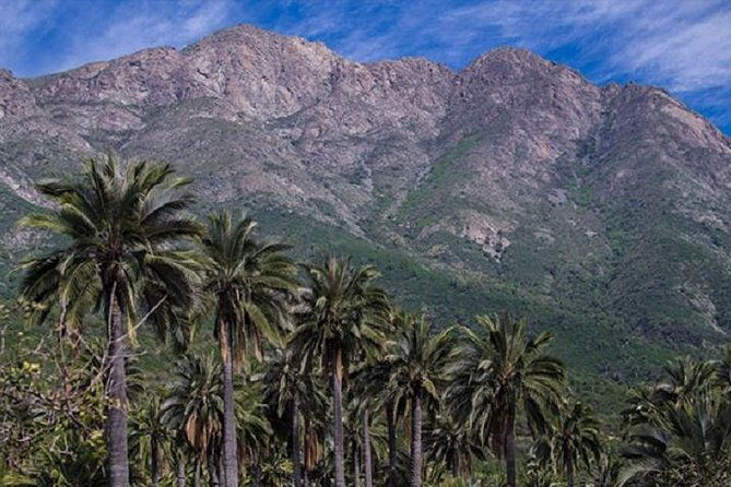 darwins-route-traversing-the-chilean-palm-forest