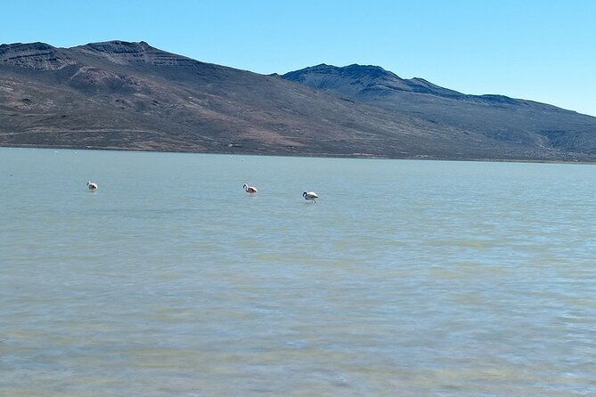 day-tour-to-laguna-de-salinas