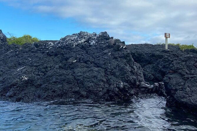 day-trip-to-isabela-island-and-tintoreras-in-galapagos