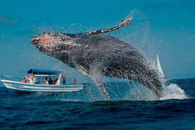discover-samana-bacardi-island-the-limon-waterfall-and-the-whales