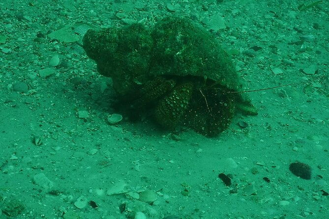 discover-snorkeling-tour-in-panama-city