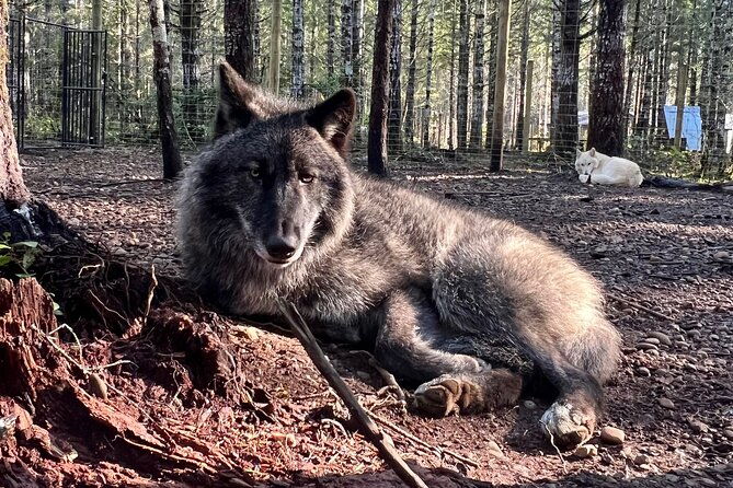 discover-the-beauty-of-the-wild-roam-in-the-spirit-of-the-wolf-2