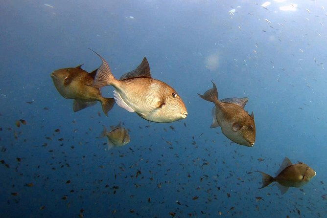 diving-baptism-in-the-marine-reserve-of-cabo-tinoso-2