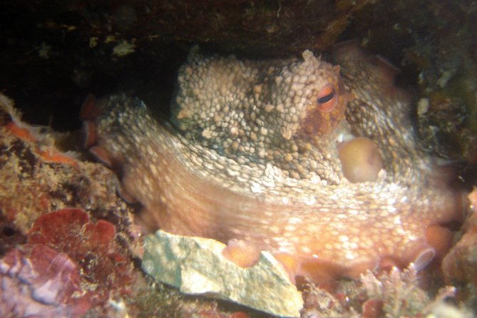 diving-day-tour-with-2-dives-2