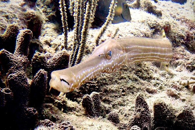 diving-for-certified-divers-2-tanks-sosua-bay