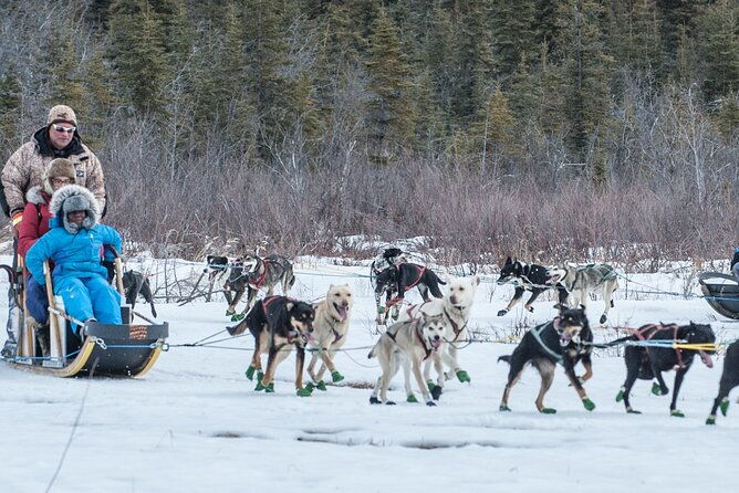 dog-sledding-subarctic-wilderness-tour