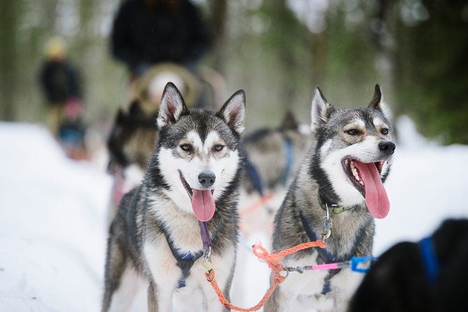 dogsled-adventure-kiruna