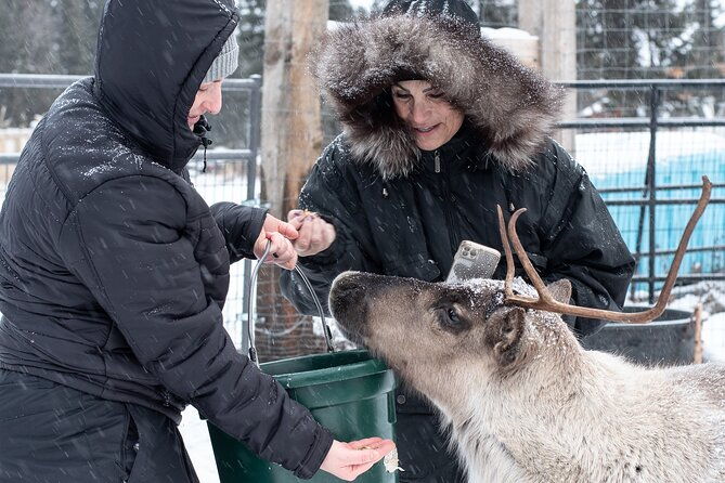 dogsled-and-reindeer-day-trip-to-borealis-basecamp