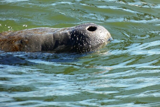 dolphin-and-manatee-clear-kayak-or-paddleboard-island-hop-tour