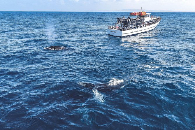 dolphin-and-whale-watching-sunset-cruise