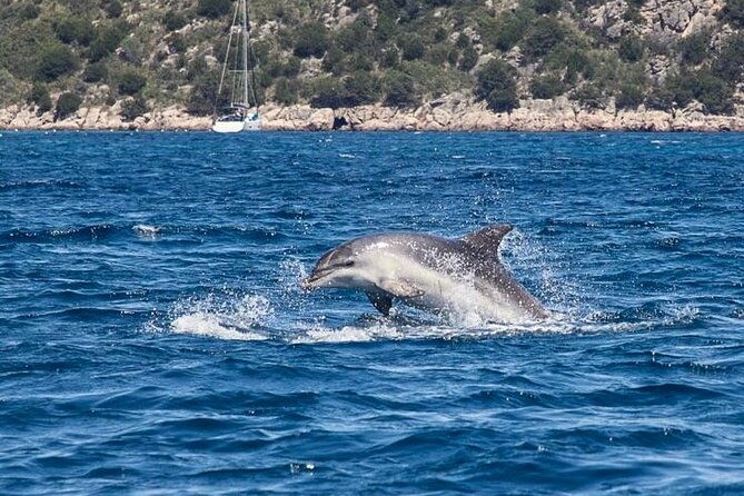 dolphin-area-rib-boat-tour-small-group_-guided-tour_up-7-people